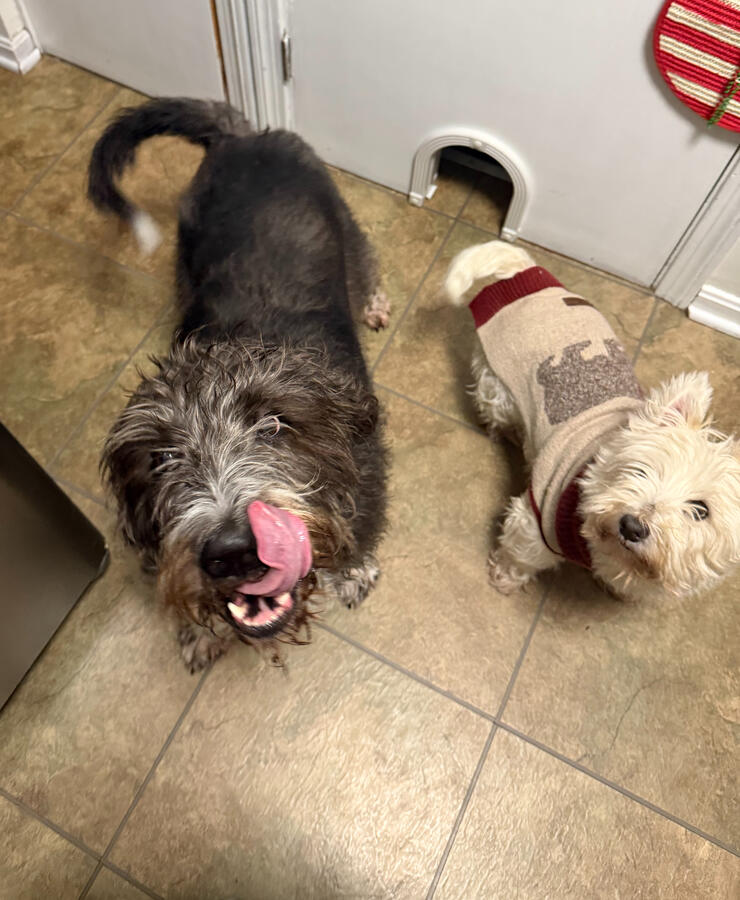 Chloe and Kippton waiting for their treats. Chloe and Kippton waiting for their treats.