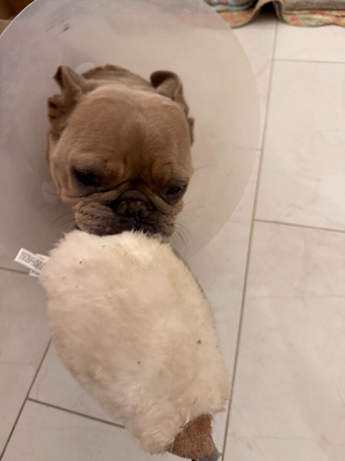 Remi bringing me his favorite hedge hog.