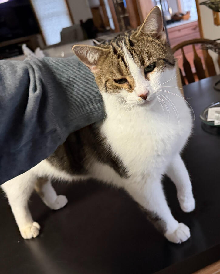 Ollie getting his love at his drop in. Ollie getting his love at his drop in.